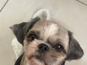 Cachorro raça Shitzu idade 1 ano nome Kyara