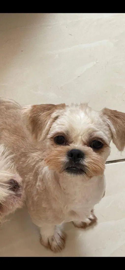 Cachorro raça Shitzu idade 7 a 11 meses nome Jacoby 