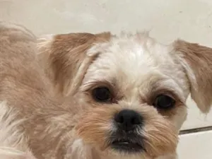 Cachorro raça Shitzu idade 7 a 11 meses nome Jacoby 