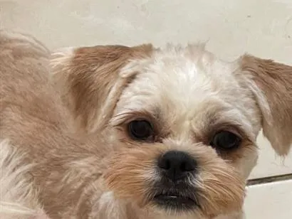 Cachorro raça Shitzu idade 7 a 11 meses nome Jacoby 