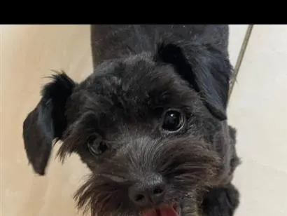 Cachorro raça Shitzu idade 7 a 11 meses nome Bella
