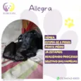 Allegra