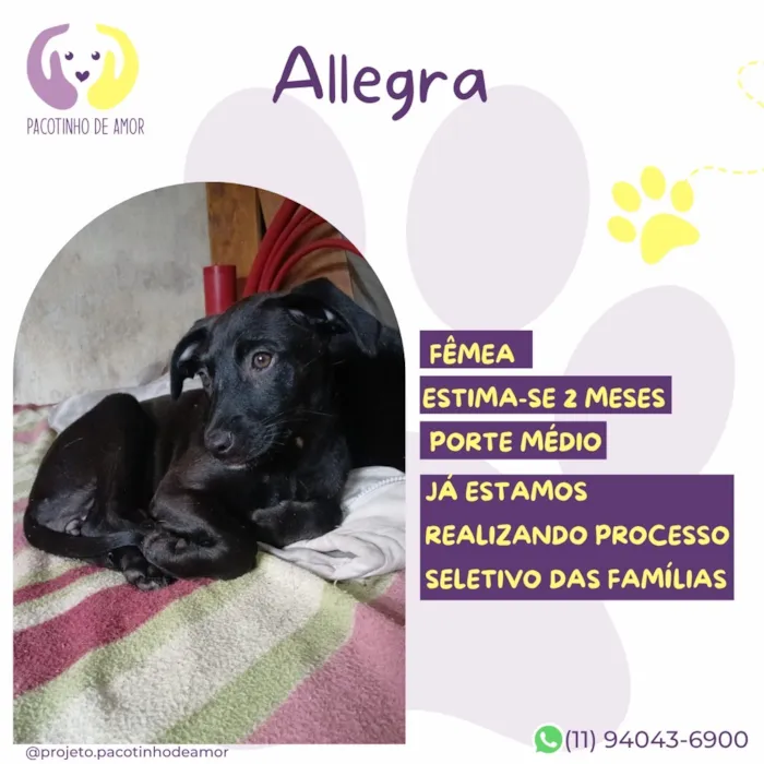 Cachorro raça SRD-ViraLata idade 2 a 6 meses nome Allegra