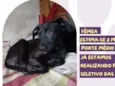 Allegra