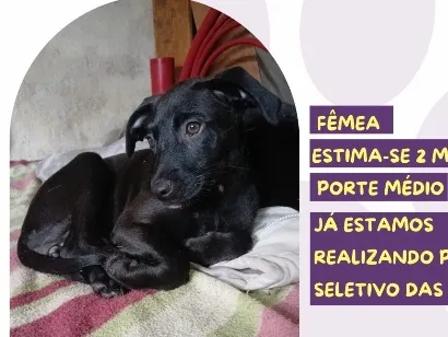 Cachorro raça SRD-ViraLata idade 2 a 6 meses nome Allegra