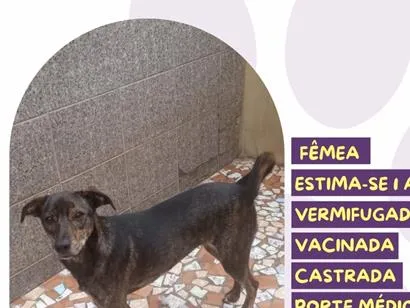 Cachorro raça SRD-ViraLata idade 1 ano nome Kiara