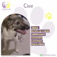 Cloe