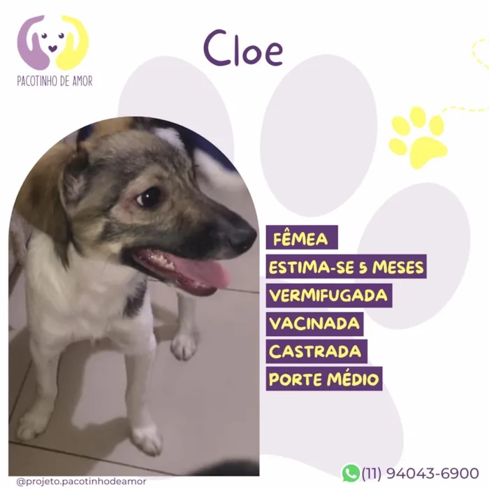 Cachorro raça SRD-ViraLata idade 2 a 6 meses nome Cloe