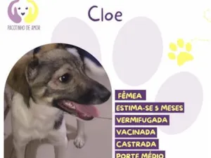 Cachorro raça SRD-ViraLata idade 2 a 6 meses nome Cloe