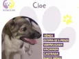 Cloe
