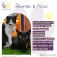 Romeu e Nico