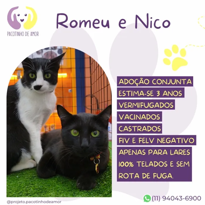 Gato raça SRD-ViraLata idade 3 anos nome Romeu e Nico