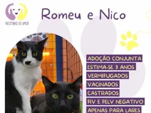 Gato raça SRD-ViraLata idade 3 anos nome Romeu e Nico