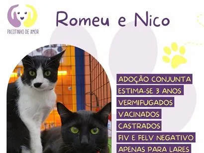 Gato raça SRD-ViraLata idade 3 anos nome Romeu e Nico