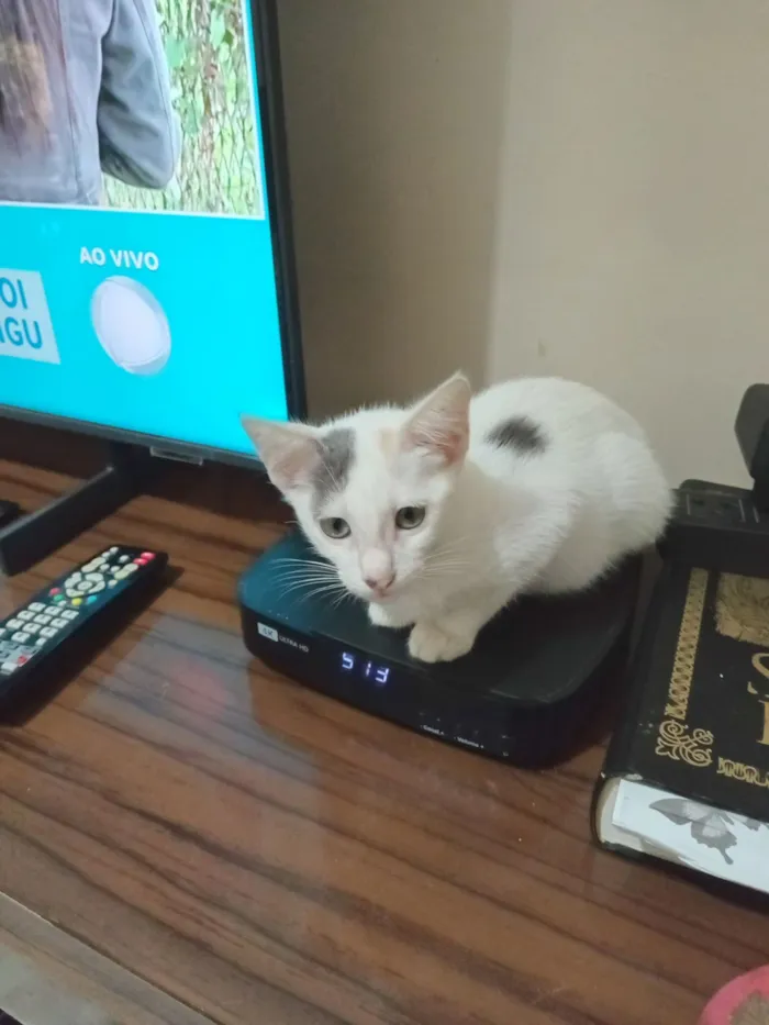 Gato raça SRD-ViraLata idade 2 a 6 meses nome Isabela