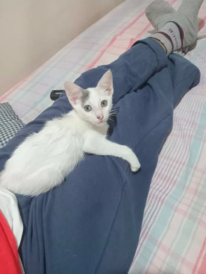 Gato raça SRD-ViraLata idade 2 a 6 meses nome Isabela