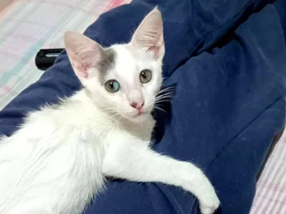Gato raça SRD-ViraLata idade 2 a 6 meses nome Isabela