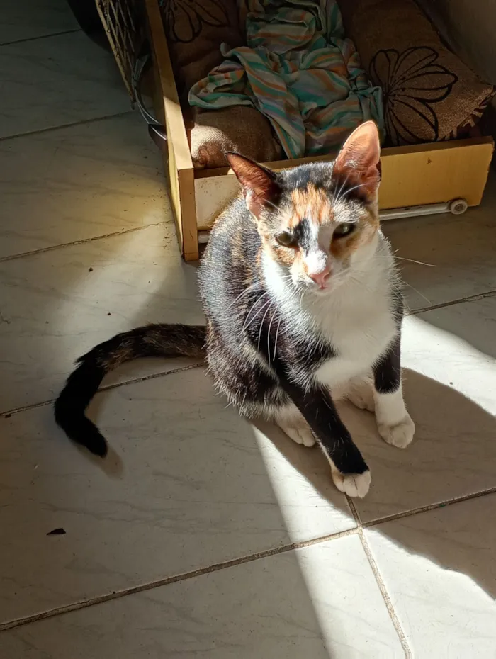 Gato raça SRD-ViraLata idade 7 a 11 meses nome Pintadinha