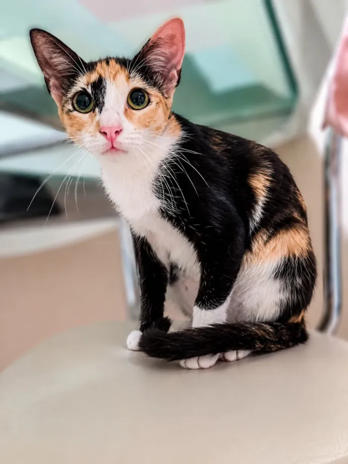 Gato raça SRD-ViraLata idade 7 a 11 meses nome Pintadinha