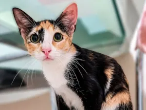 Gato raça SRD-ViraLata idade 7 a 11 meses nome Pintadinha