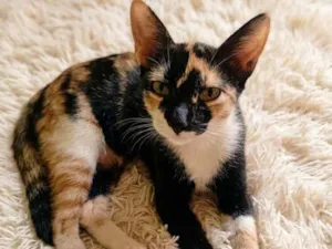 Gato raça SRD-ViraLata idade 1 ano nome Tita