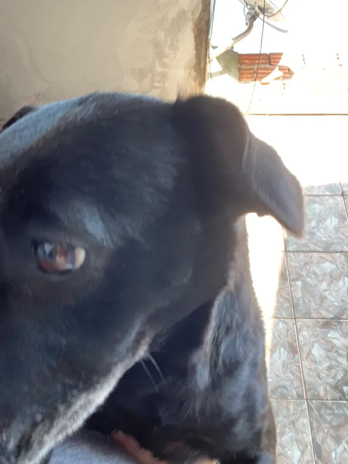Cachorro raça SRD-ViraLata idade 5 anos nome Lola 