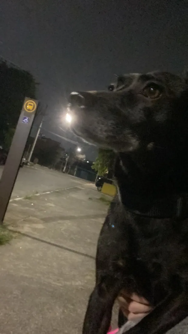 Cachorro raça SRD-ViraLata idade 5 anos nome Lola 