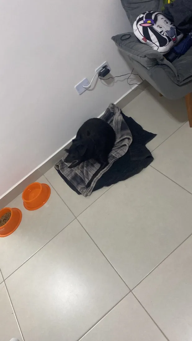 Cachorro raça SRD-ViraLata idade 5 anos nome Lola 