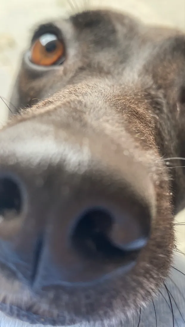 Cachorro raça SRD-ViraLata idade 5 anos nome Lola 