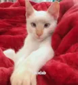 princesa 