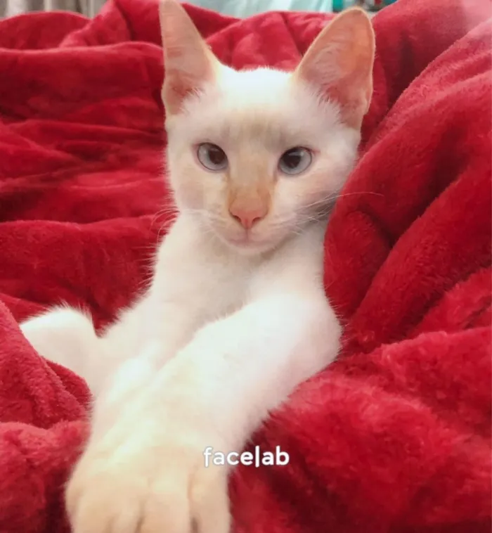 Gato raça SRD-ViraLata idade 1 ano nome princesa 