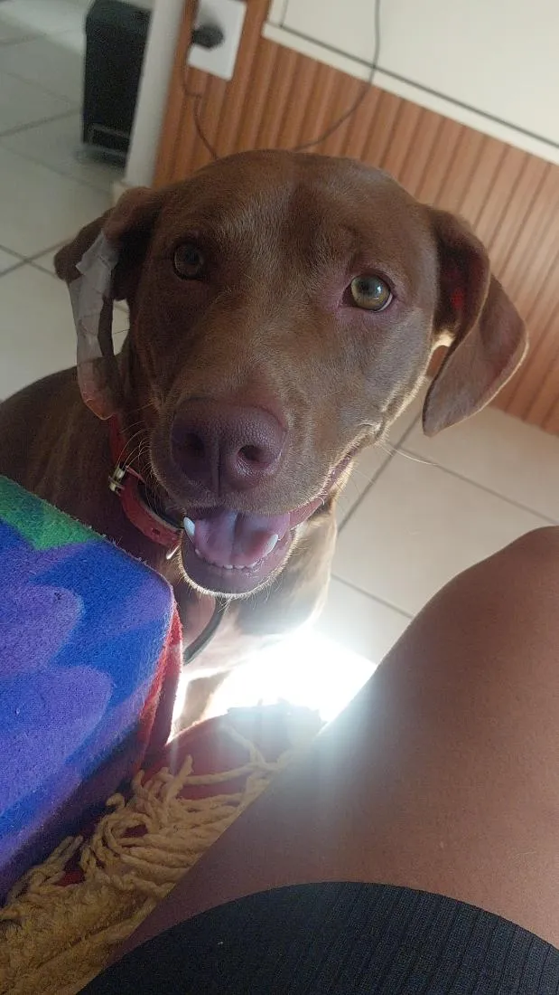 Cachorro raça Pit-Bull idade 1 ano nome laila
