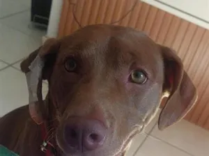 Cachorro raça Pit-Bull idade 1 ano nome laila