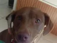 laila