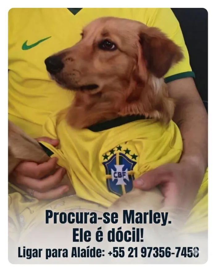 Cachorro raça SRD-ViraLata idade 7 a 11 meses nome Marley