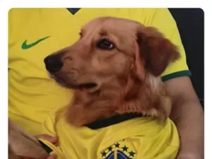 Cachorro raça SRD-ViraLata idade 7 a 11 meses nome Marley