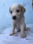 Filhotes 
