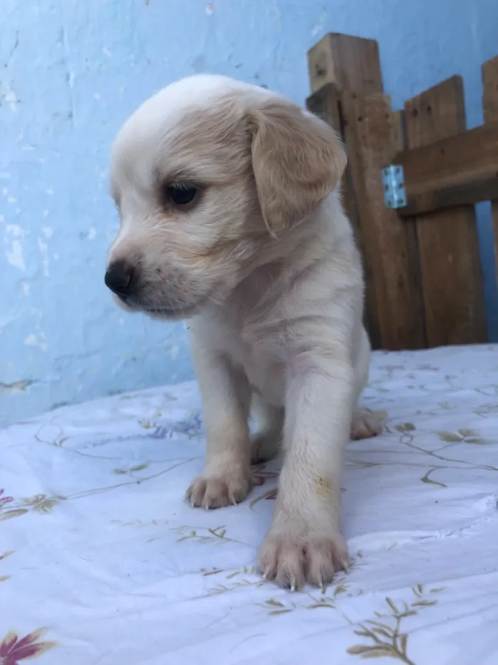 Cachorro raça SRD-ViraLata idade Abaixo de 2 meses nome Filhotes 