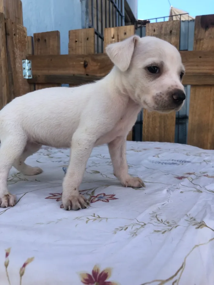 Cachorro raça SRD-ViraLata idade Abaixo de 2 meses nome Filhotes 