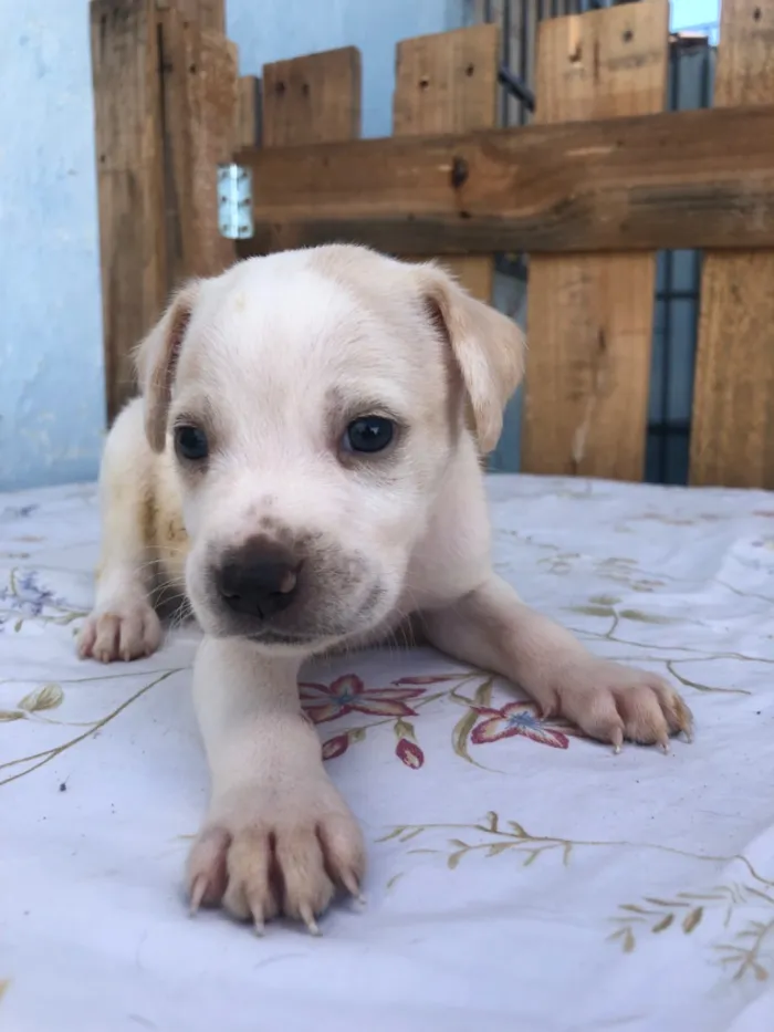Cachorro raça SRD-ViraLata idade Abaixo de 2 meses nome Filhotes 