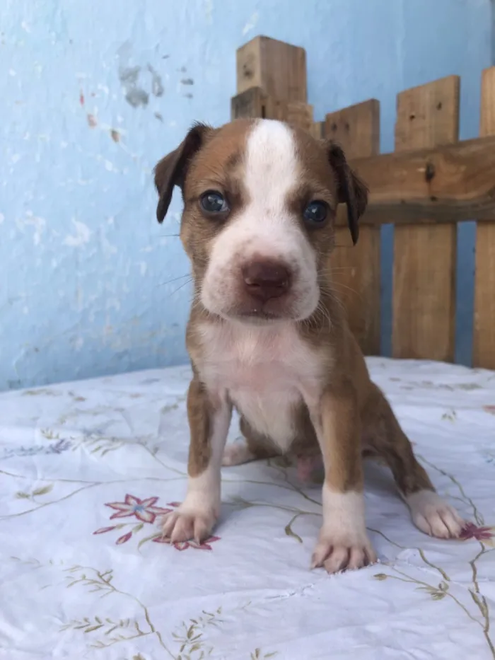Cachorro raça SRD-ViraLata idade Abaixo de 2 meses nome Filhotes 