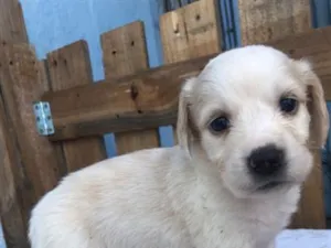 Cachorro raça SRD-ViraLata idade Abaixo de 2 meses nome Filhotes 