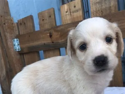 Cachorro raça SRD-ViraLata idade Abaixo de 2 meses nome Filhotes 