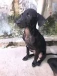 Pretinho