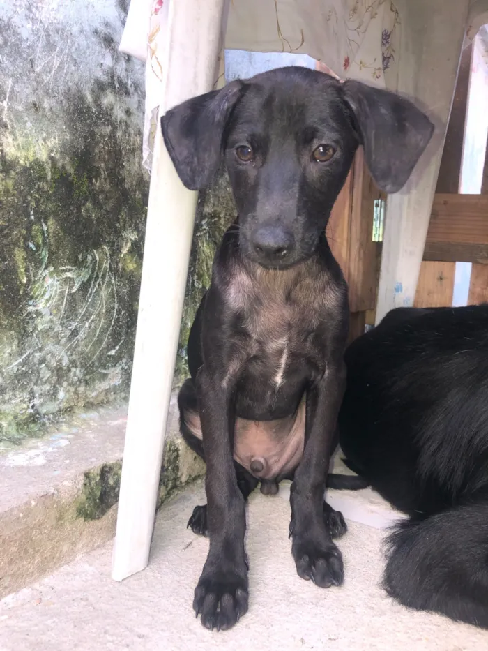 Cachorro raça SRD-ViraLata idade 2 a 6 meses nome Pretinho