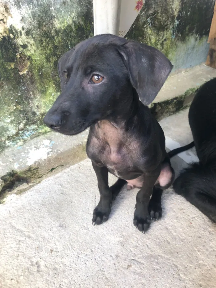 Cachorro raça SRD-ViraLata idade 2 a 6 meses nome Pretinho