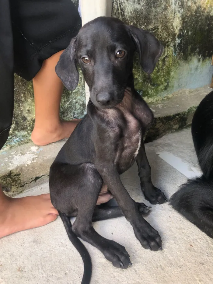 Cachorro raça SRD-ViraLata idade 2 a 6 meses nome Pretinho