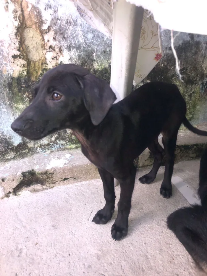 Cachorro raça SRD-ViraLata idade 2 a 6 meses nome Pretinho