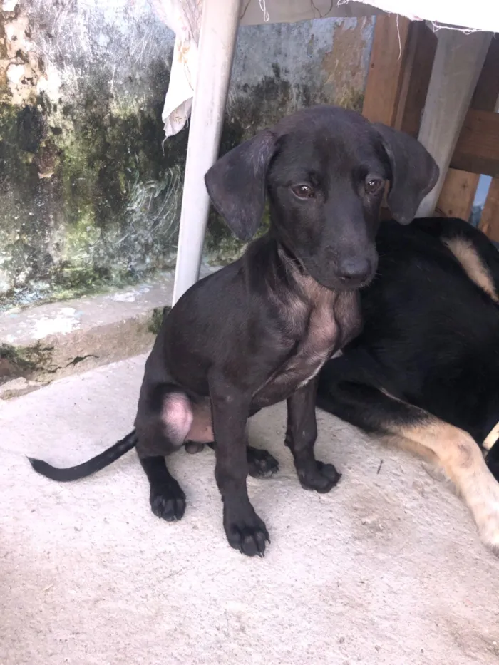 Cachorro raça SRD-ViraLata idade 2 a 6 meses nome Pretinho