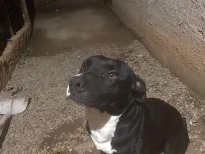 Cachorro raça Pit-Bull idade 3 anos nome Zeus